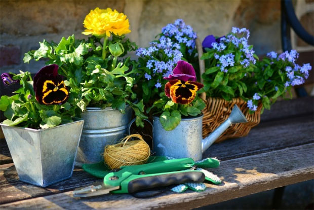 20ème édition du Festi-plantes